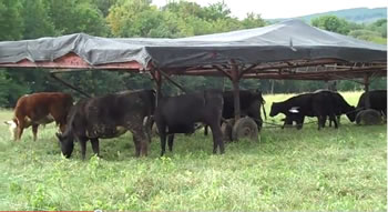 Polyface Farm - Salad Bar Beef - Part 7