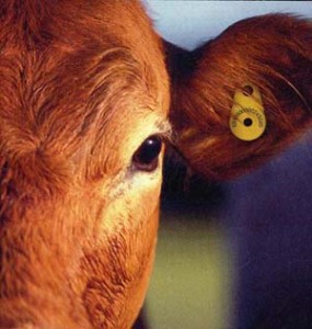 Litigation Raw Milk