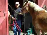 Click to watch Maple Sugaring - Preparing the Team - Turkey Hill Farm