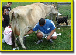 An adult tries his hand at milking