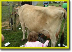 A girl takes a turn milking
