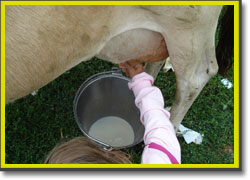 Milking is harder than it looks