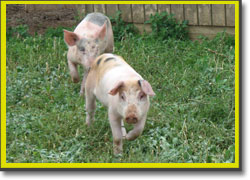 Pastured pigs at Jake Zook's farm