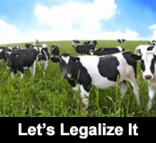 Play Let's Legalize It (the Real Milk Song)