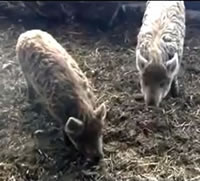 Michigan DNR vs Small Hog Farm