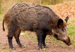 ISO-DNR-Boar_photo_small_383315_7