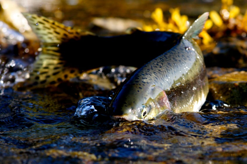 SalmonSwimming