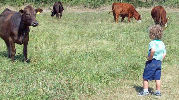 cow and child