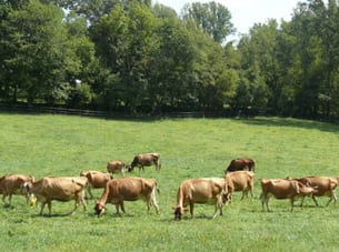 PABowen_cows--indexImage_01