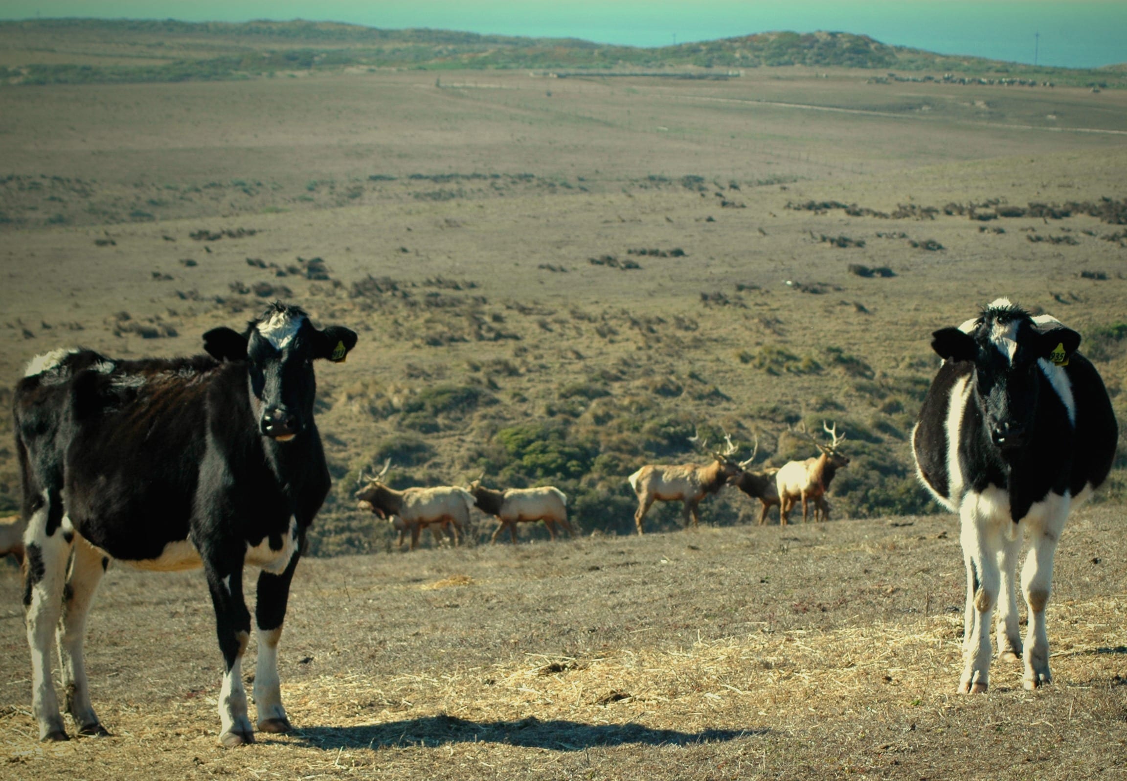 Tule Elk & Cows - Photo by Ann Miller #2