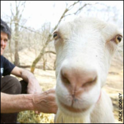 Is Raw Milk Illegal? - Backyard Goats