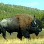 State Meat Processing Regulations: Taking What the Feds Give