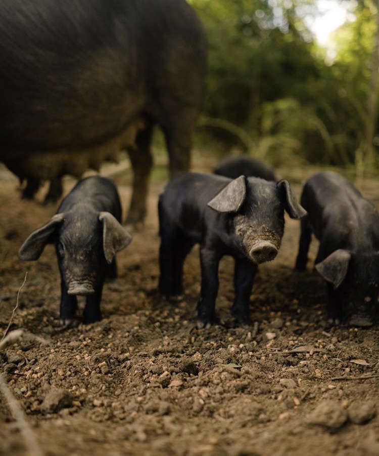 Piglets 