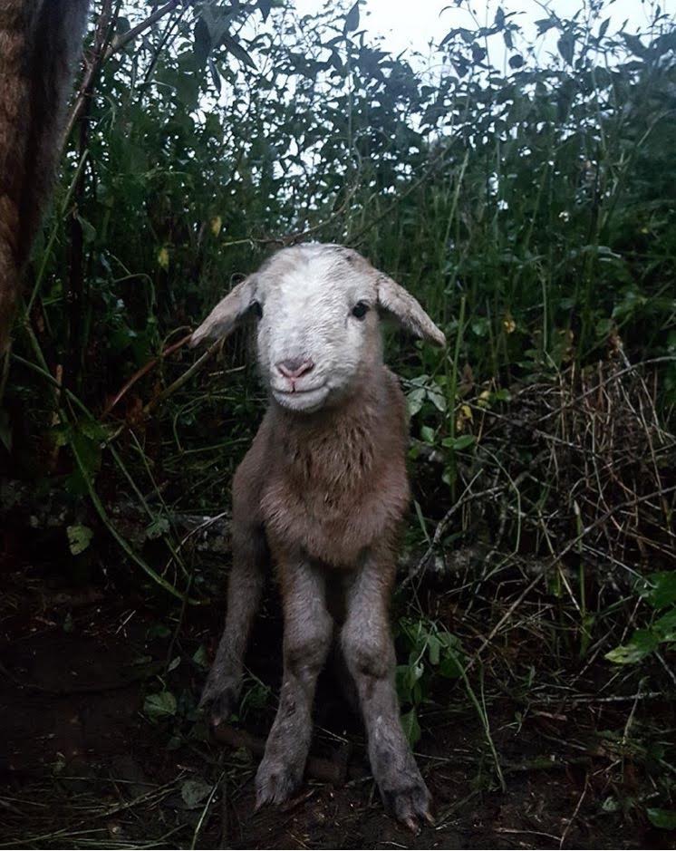 Baby Lamb