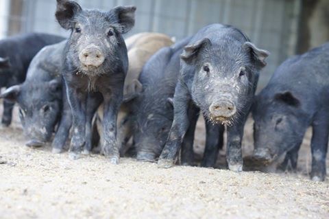 Member Photo Monday Piglets