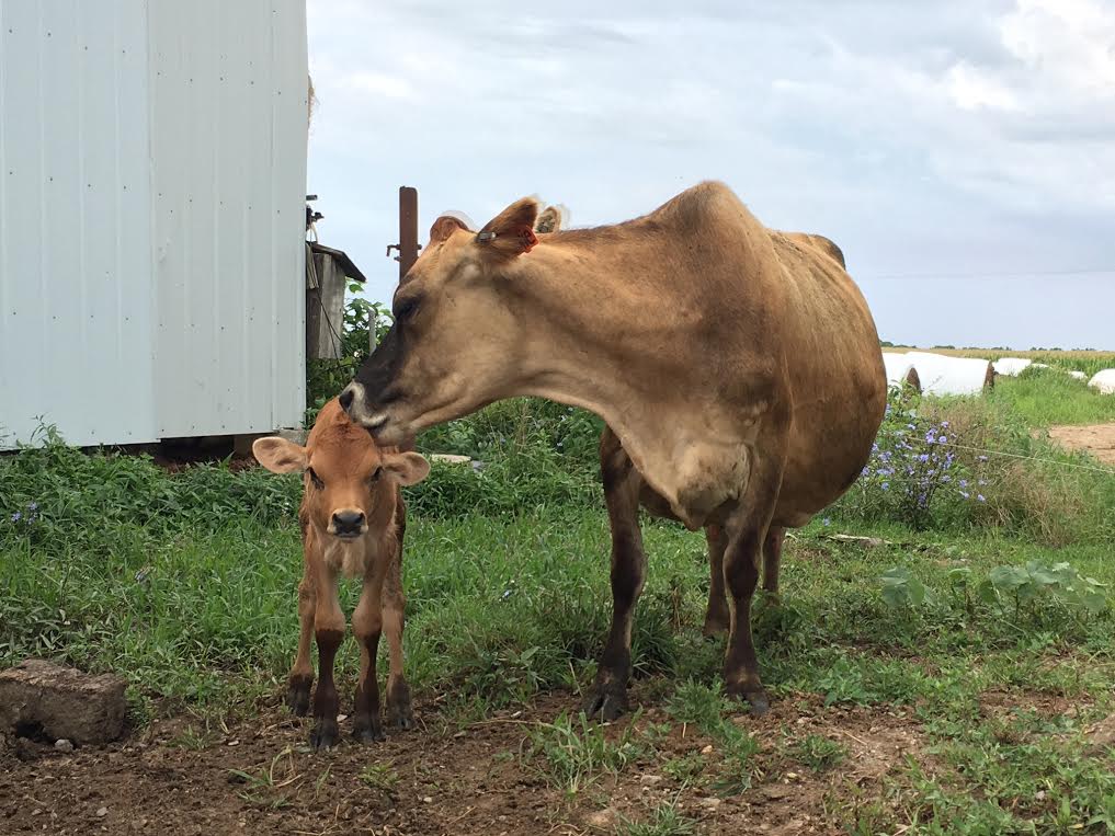 Member Photo Monday Jersey cow with calf