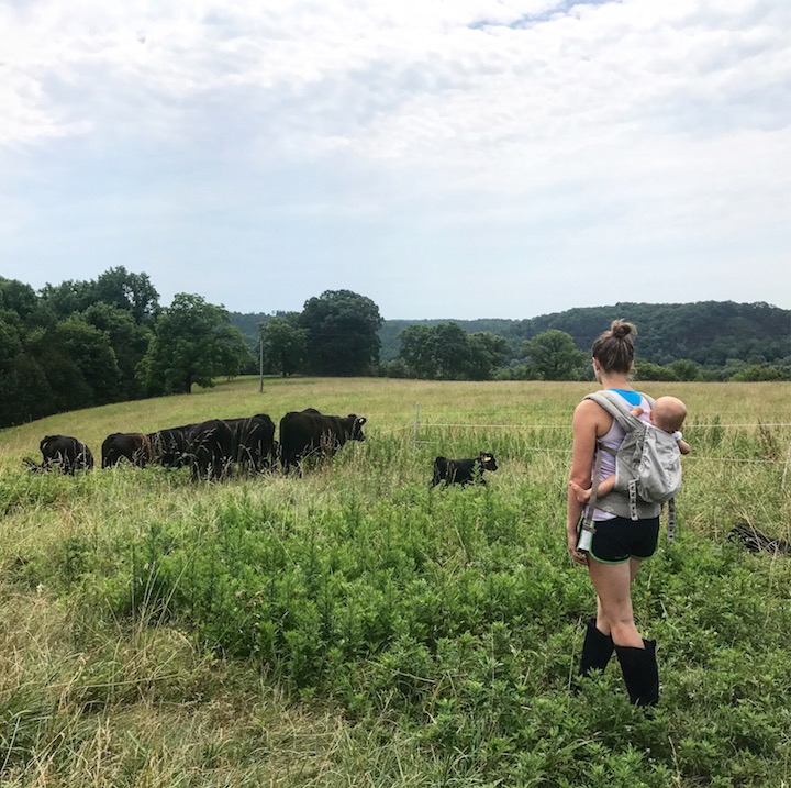 Member Photo Monday cows with mom and baby