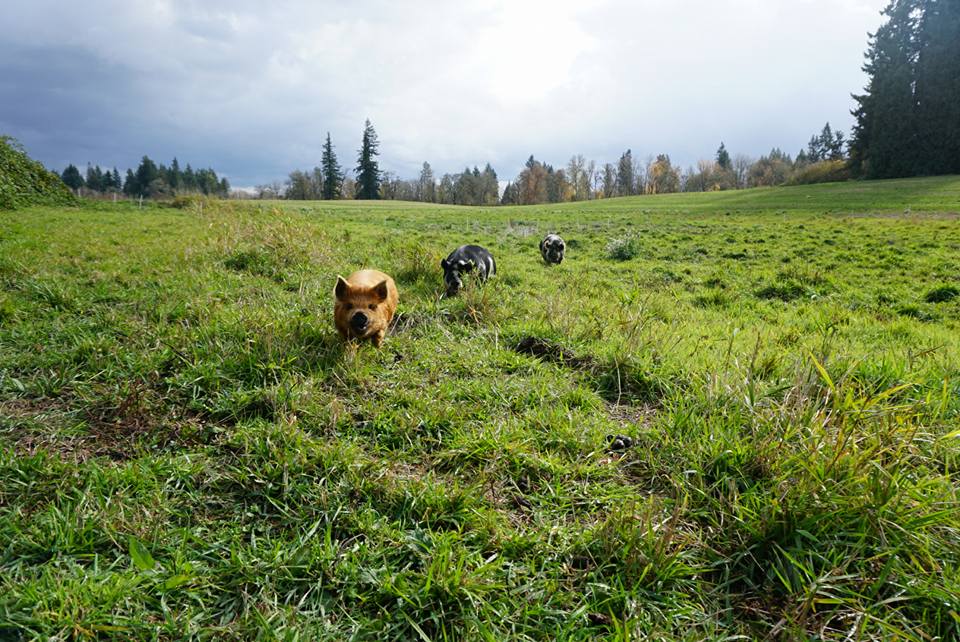 Leatherwood Creek Farm