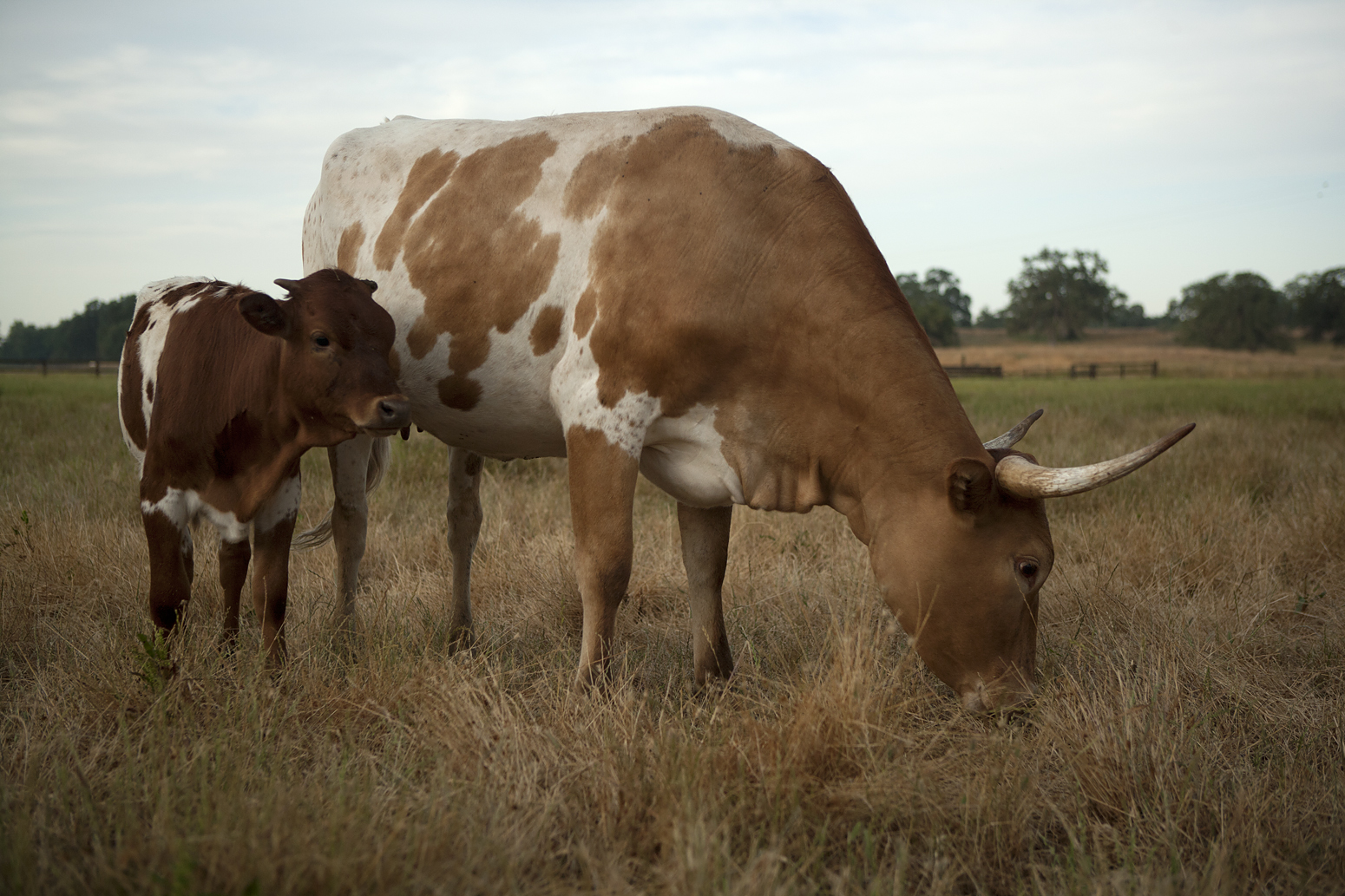 PT Ranch cows