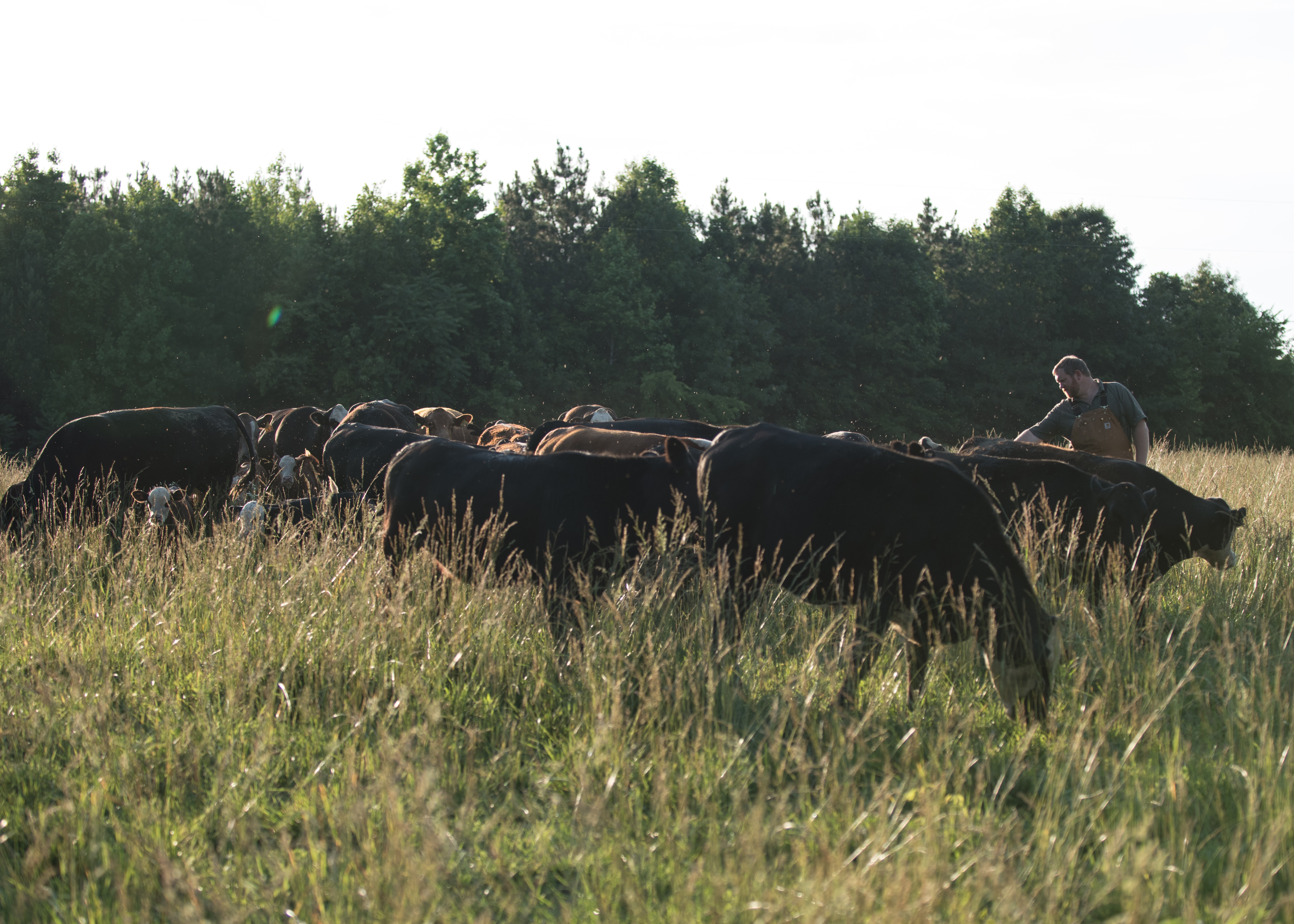 Gregory Family Farm Cattle and Clark