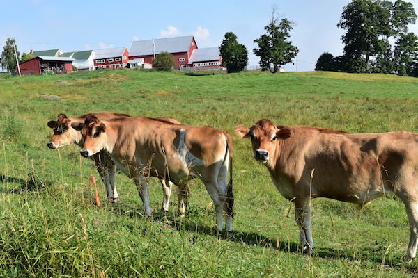 Houston Mountain Ranch Jersey Cows