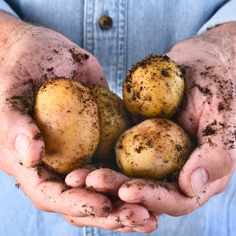 Hands Holding Potatoes