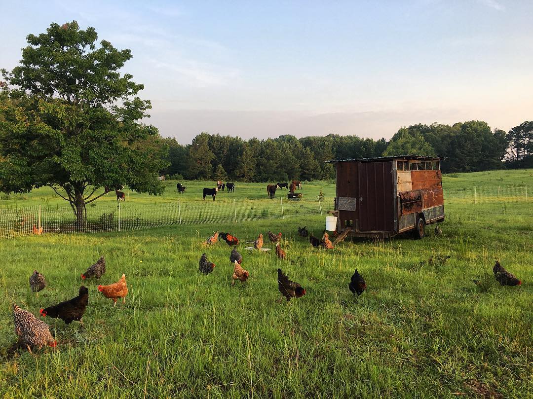 Triple J Farm chickens and cows