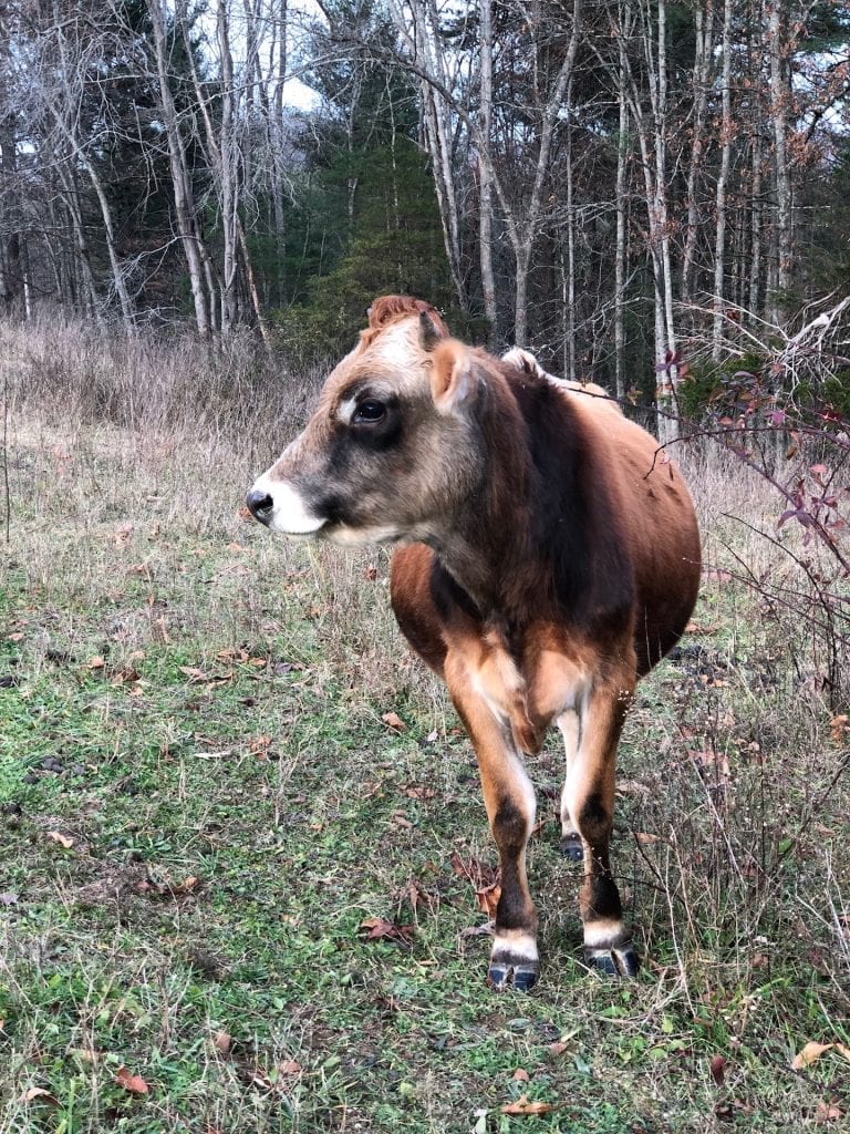 Miller Branch Farm cow