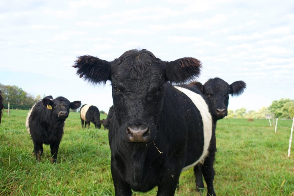 Windswept Grass Farm cows