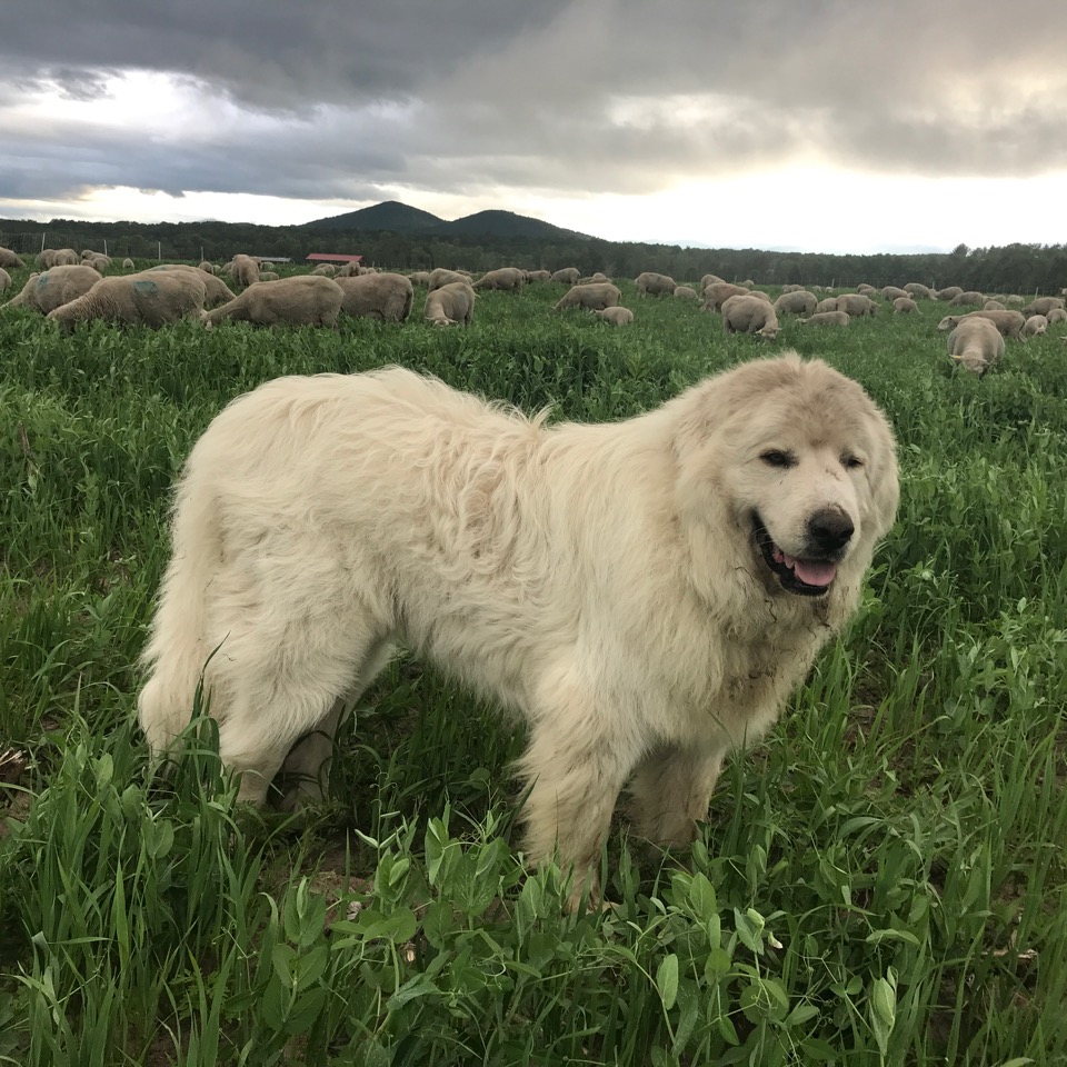 Farm dog and sheep