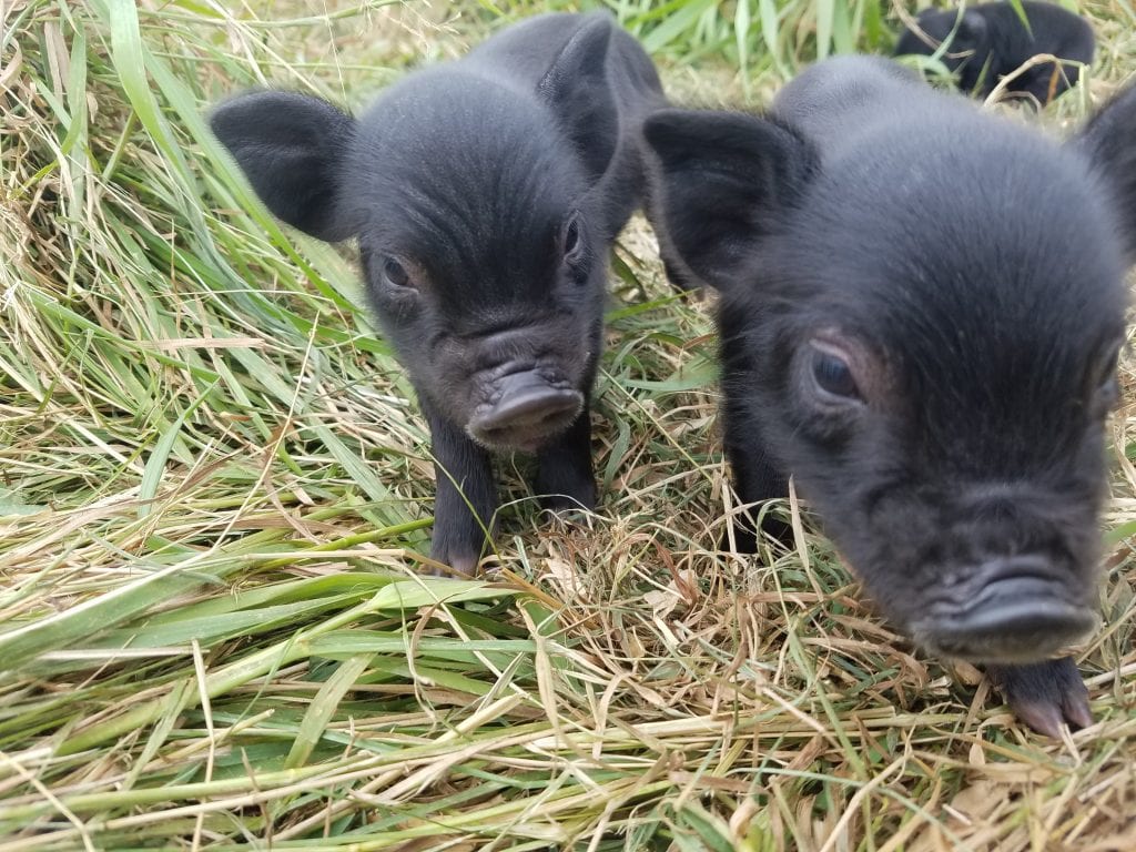 Piglets