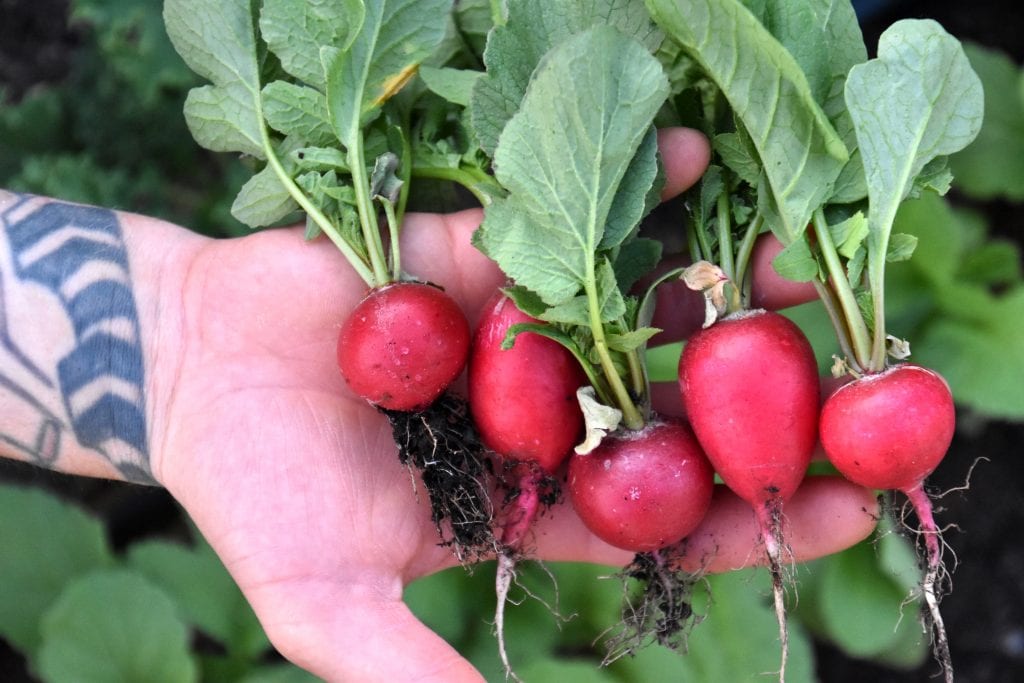 Open hand with radishes