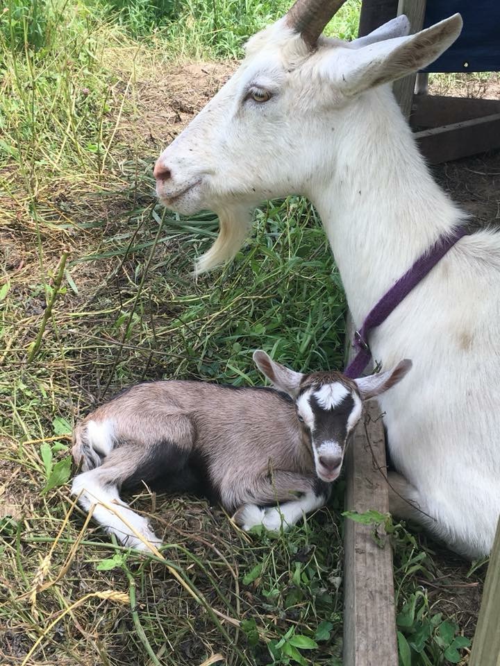 Mama and baby goat