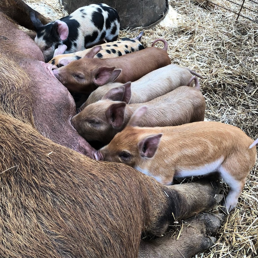 Deck Family Farm piglets nursing 