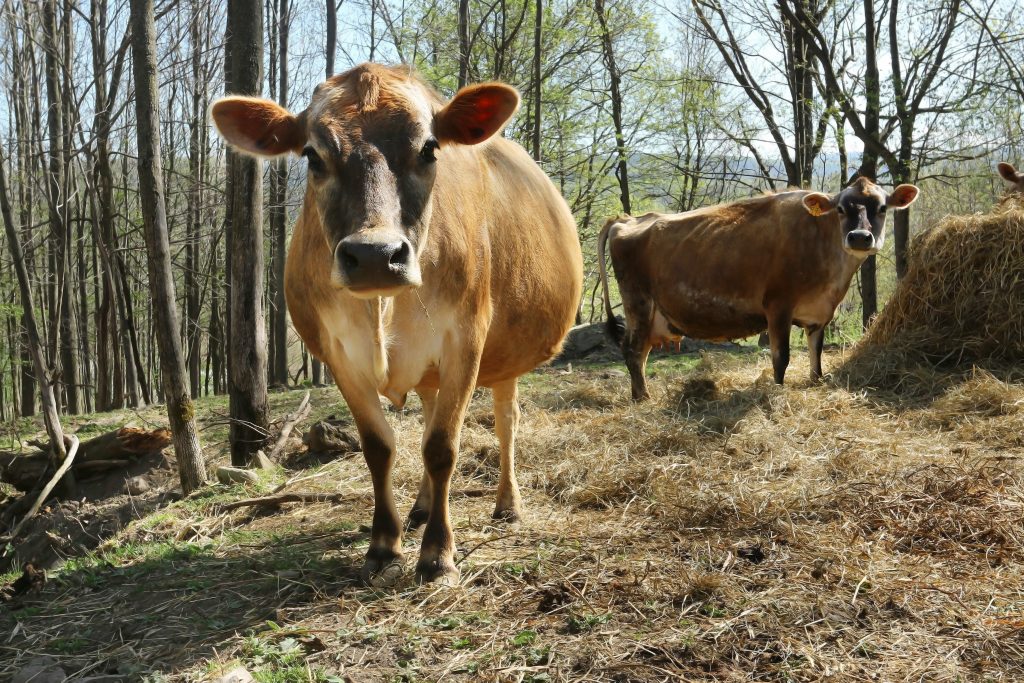 Hidden Camp Farm cows