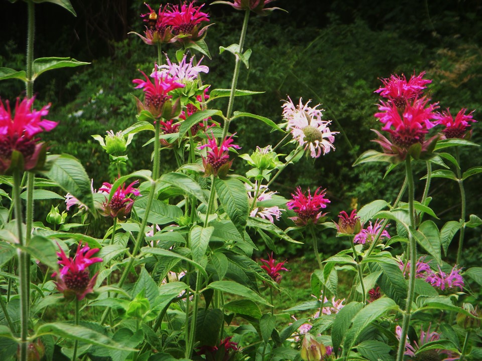 Bee balm