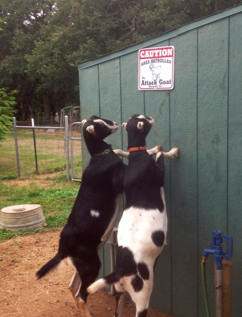 Goats looking at Attack Goat sign