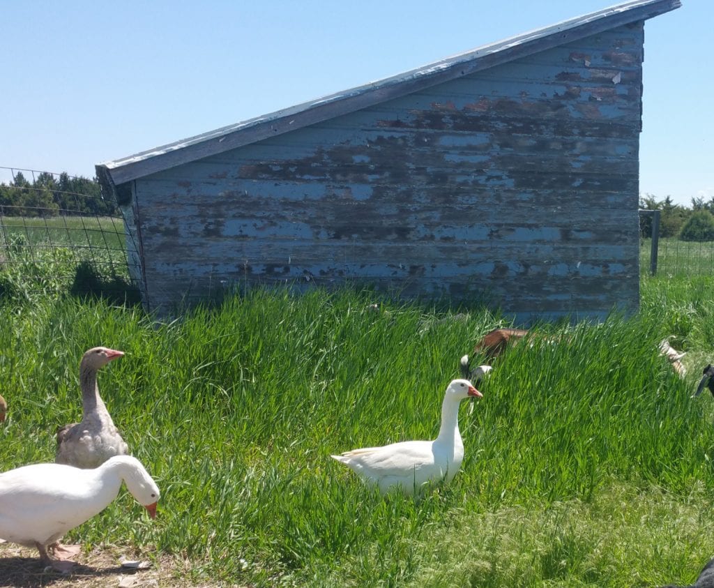 Running Drum Ranch Geese