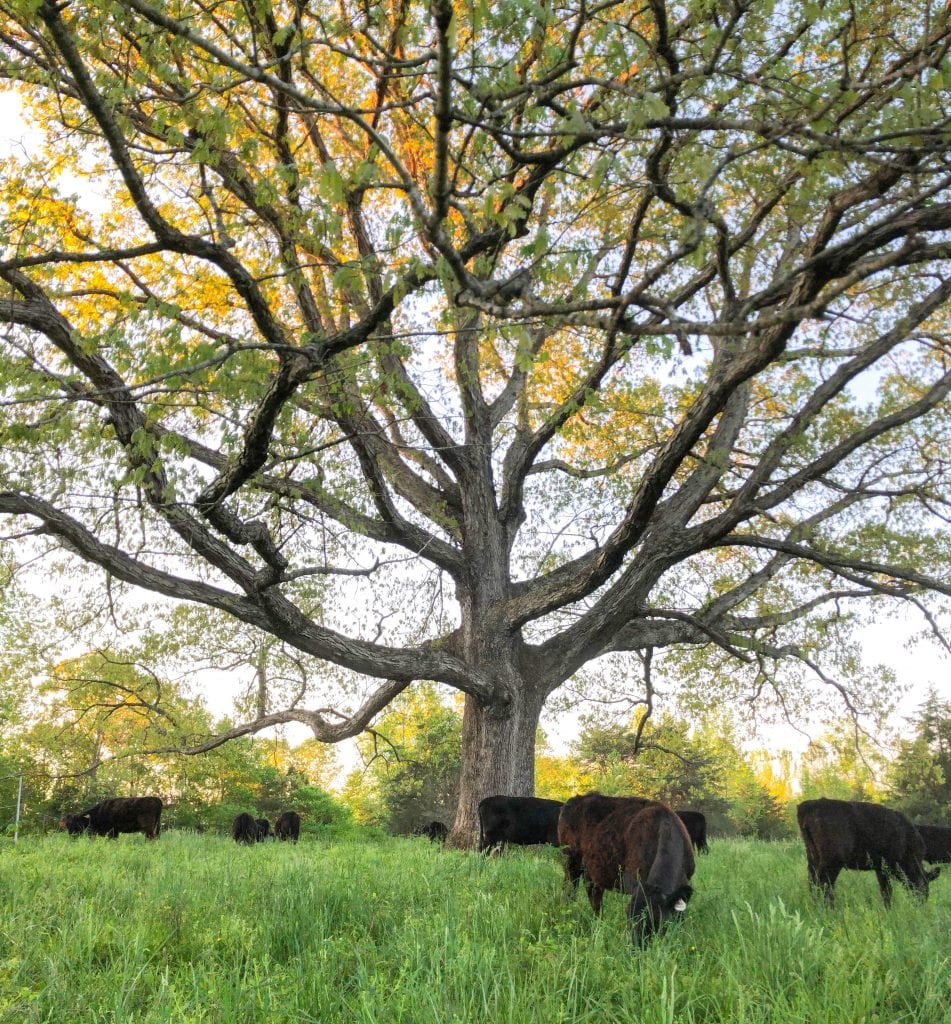 Cows and big tree