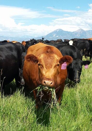 100% Grassfed Cows sourced for Vintage Tradition