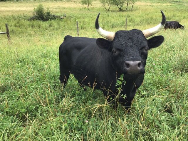 Summer Solstice Farms Dexter cattle