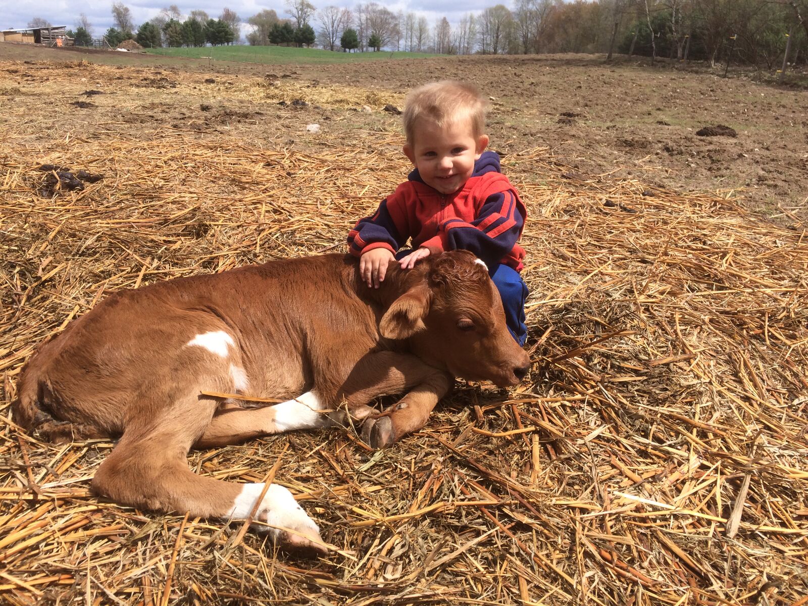 Provision Family Farms Calf