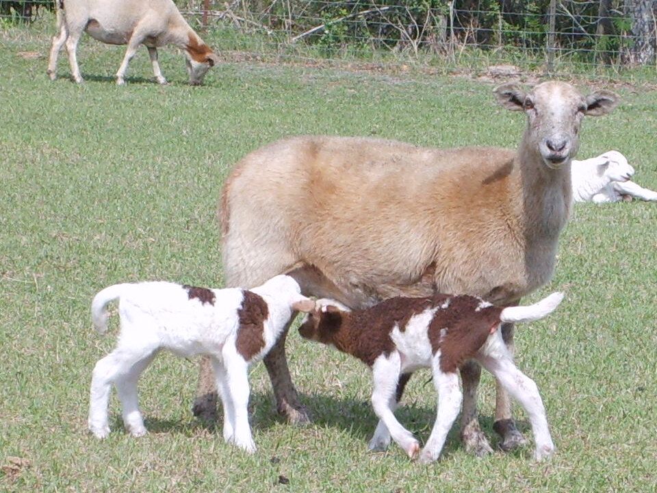 Shepherds Hill Farm goats