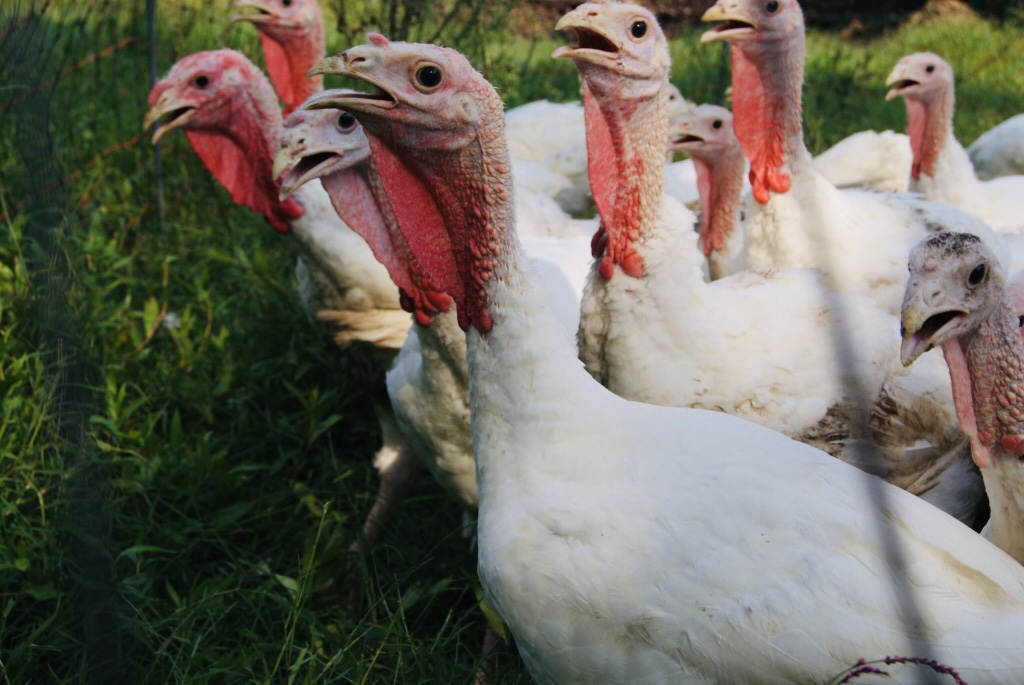Liberty Hill Farm Turkeys