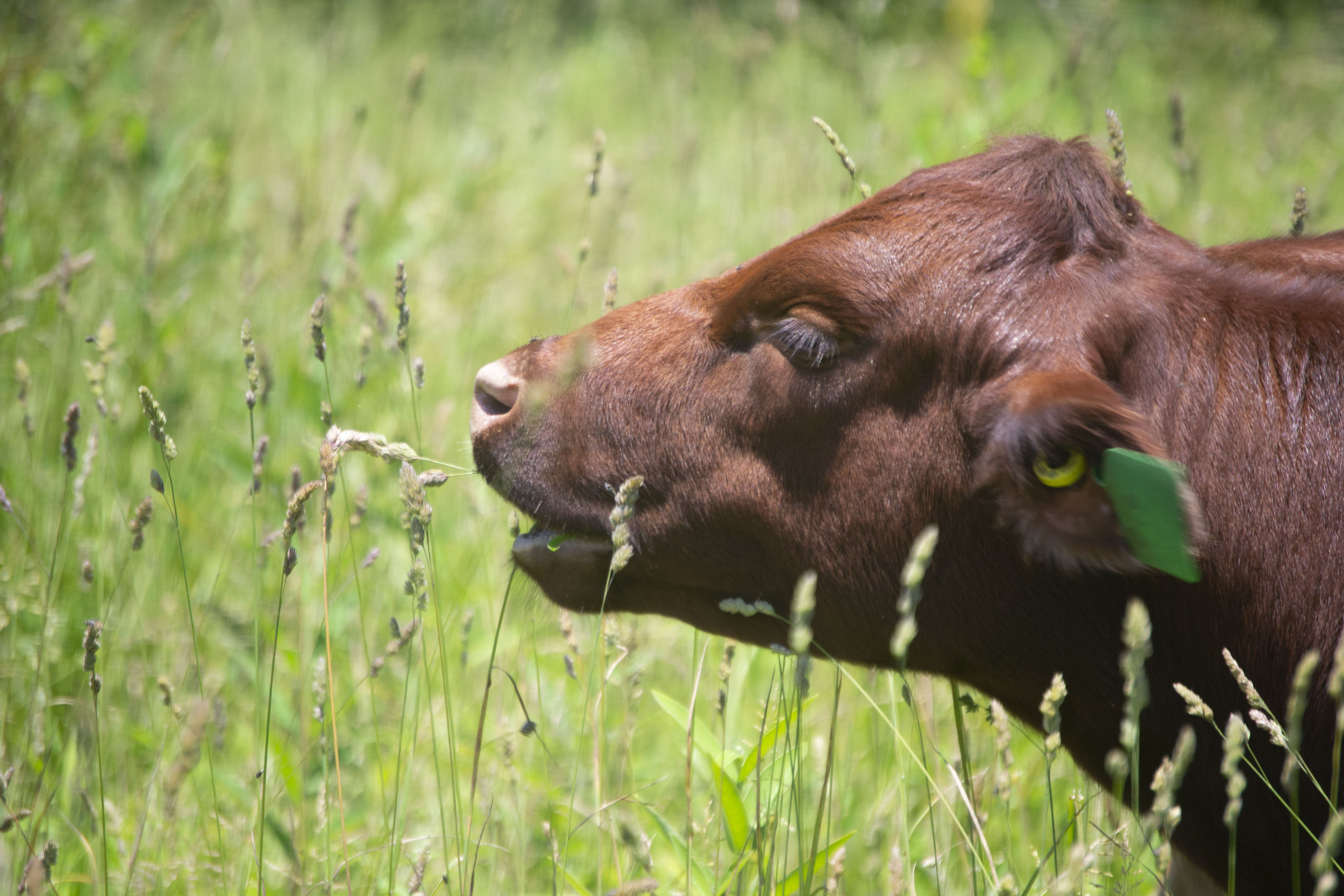 South Poll Cow on Never Tread Farmstead