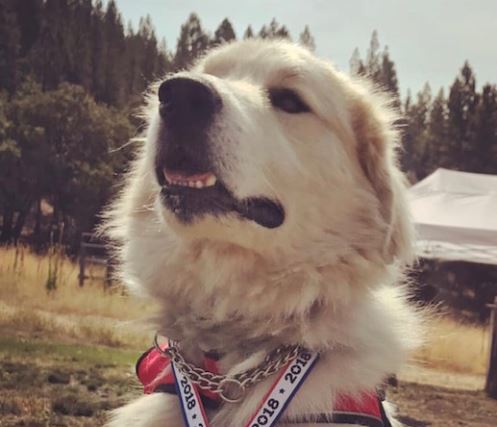 Sheriff the Livestock Guardian Dog