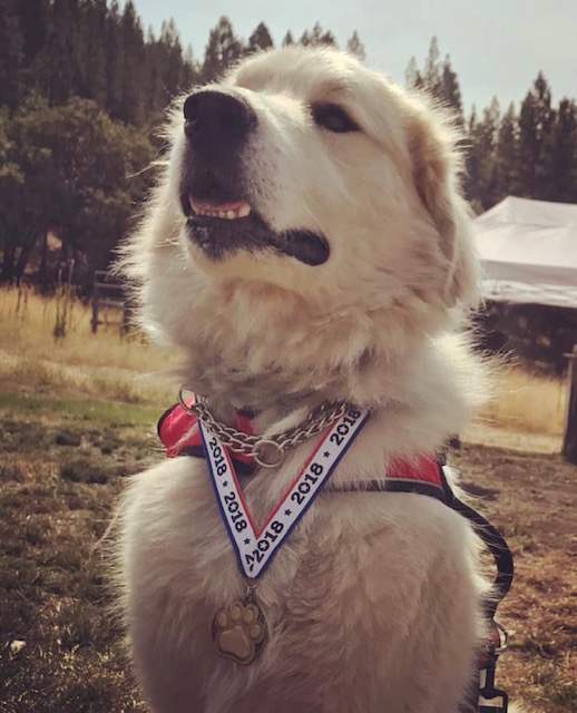 Sheriff Livestock Guardian Dog