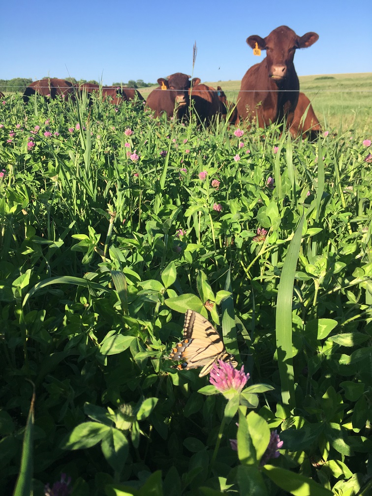 DS Family Farm Cows & Butterfly