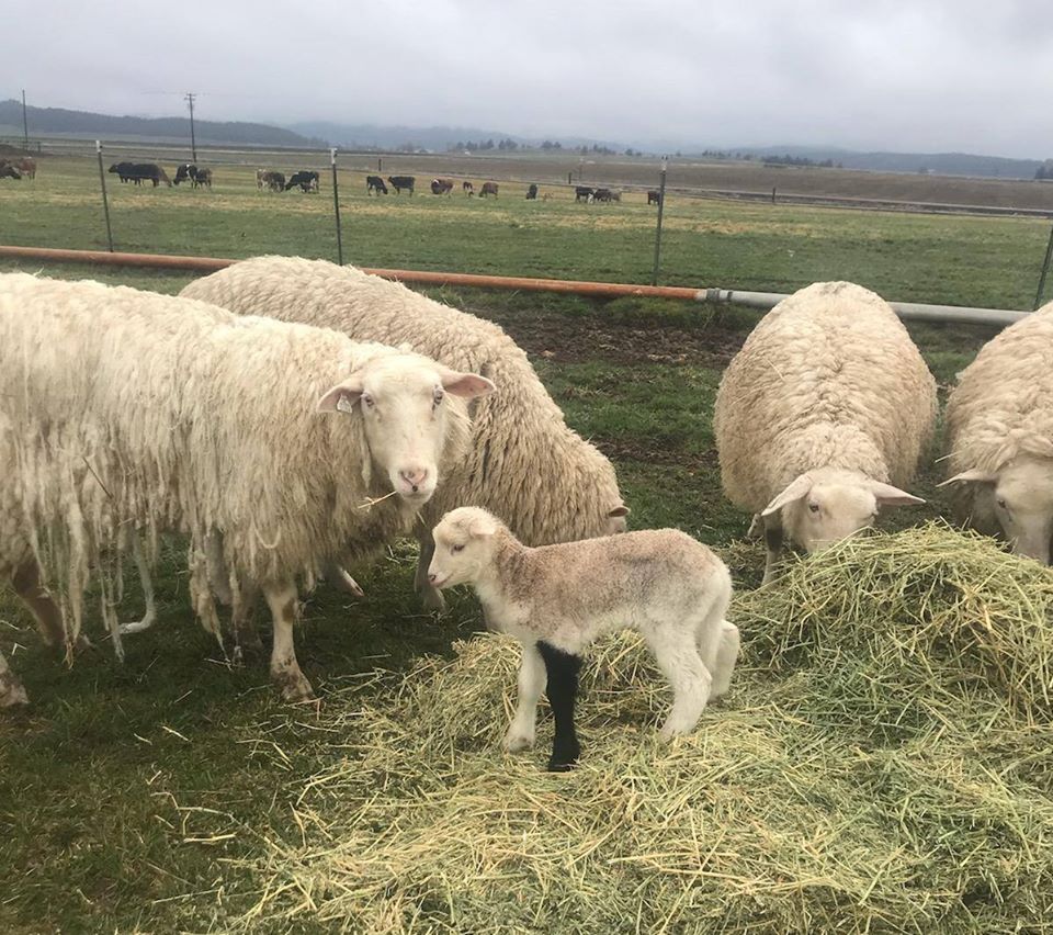 Windy Acres Dairy Black Legged Lamb