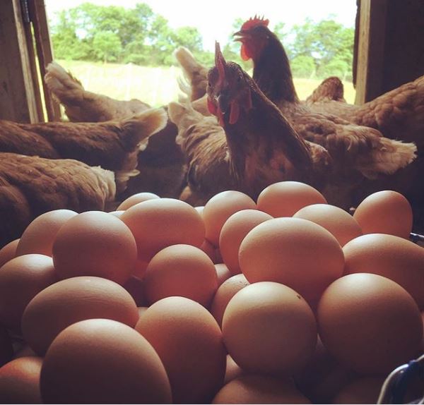 Whiffletree Farm Chickens & Eggs